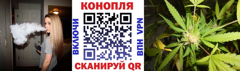 Конопля гибрид  Новосиль 